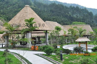 重庆茅草产品深圳景之美仿真茅草厂价直销,重庆茅草产品深圳景之美仿真茅草厂价直销生产厂家,重庆茅草产品深圳景之美仿真茅草厂价直销价格
