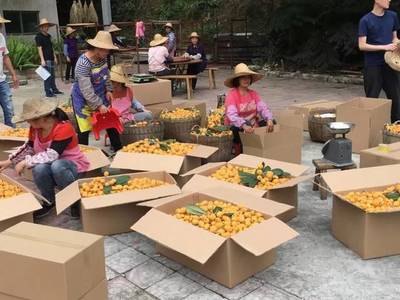 枇杷飘香~有得吃有得玩,增城畲族村等你去打卡!